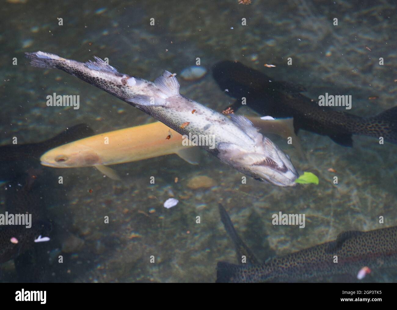 Ein toter fisch im wasser Fotos und Bildmaterial in hoher Auflösung