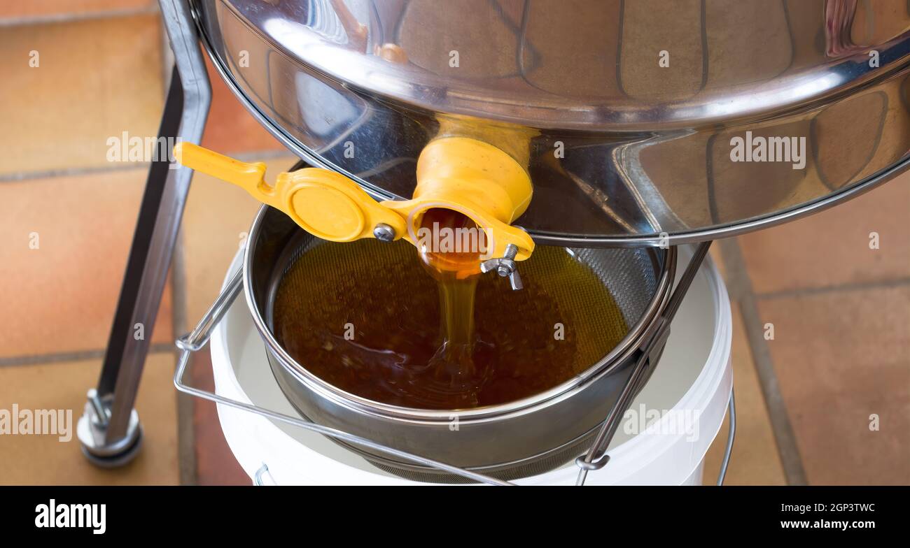 Honig fließt während der Ernte in ein Sieb und einen Eimer Stockfoto