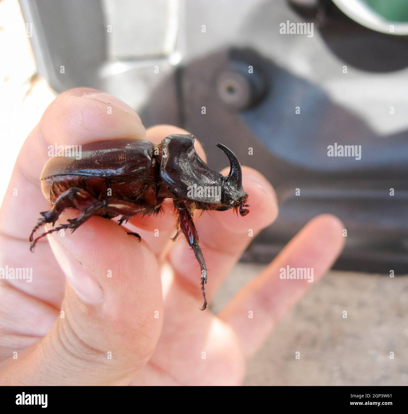 Das Nashorn Käfer in der Hand des Menschen. Eine starre - geflügelte Insekt Stockfoto