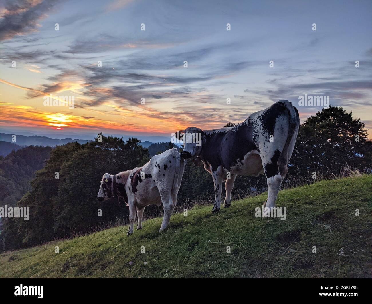 Sonnenuntergang auf dem Schneelhorn. Kühe auf der Weide, Ackerland in der schweiz bei zürich. Schöne Aussicht. Tierbild Stockfoto