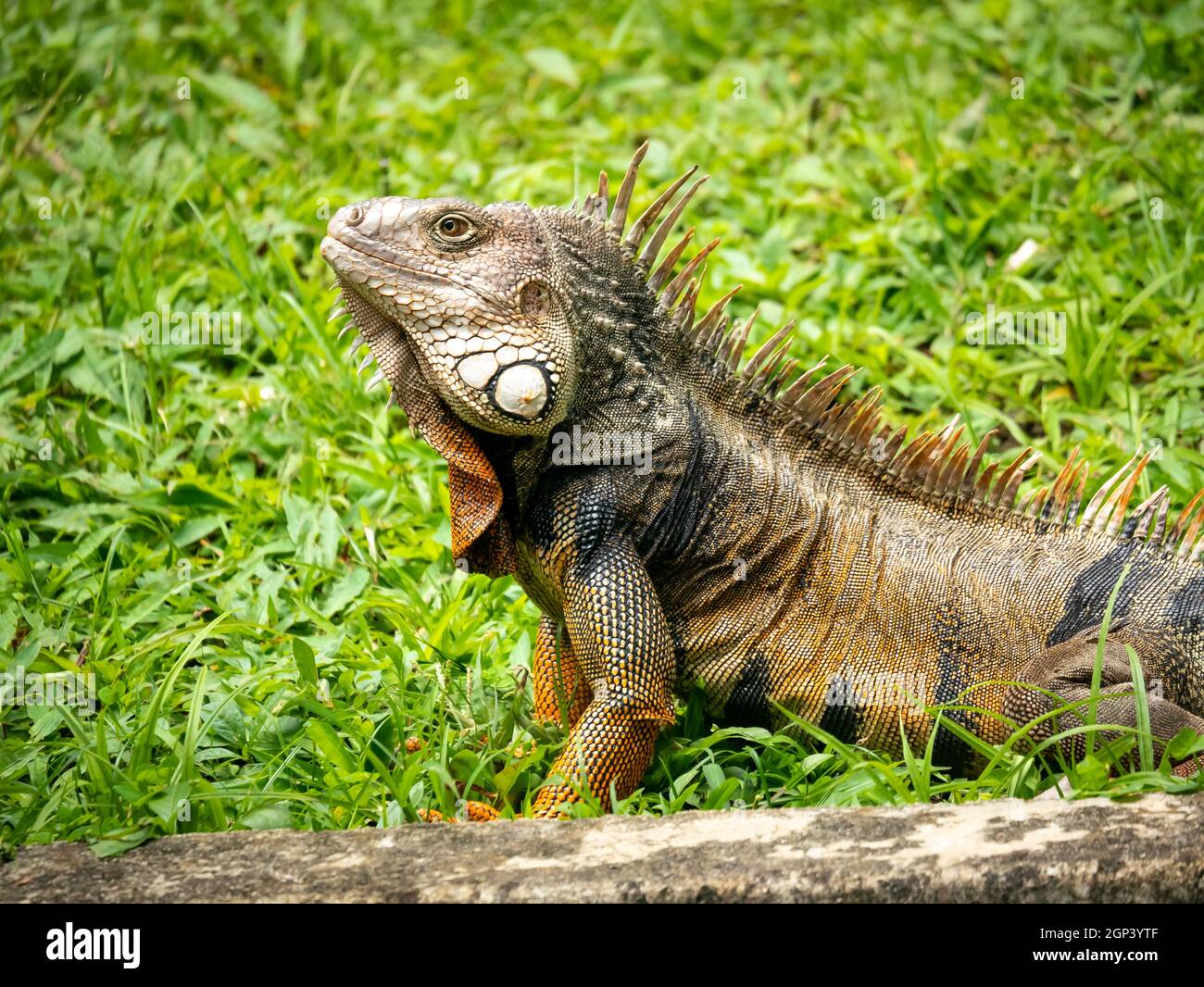 Grüner Leguan (Iguana Iguana) große pflanzenfressende Eidechse, die in einem Garten von Medellin, Antioquia, Kolumbien, auf das Gras starrt Stockfoto