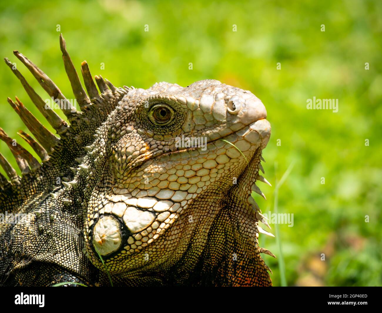 Grüner Leguan (Iguana Iguana) große pflanzenfressende Eidechse, die in einem Garten von Medellin, Antioquia, Kolumbien, auf das Gras starrt Stockfoto