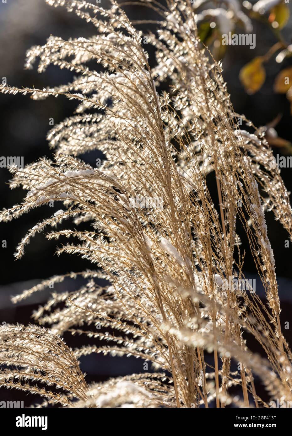 Wintereindruck. Mattiertes Gartengras Stockfoto