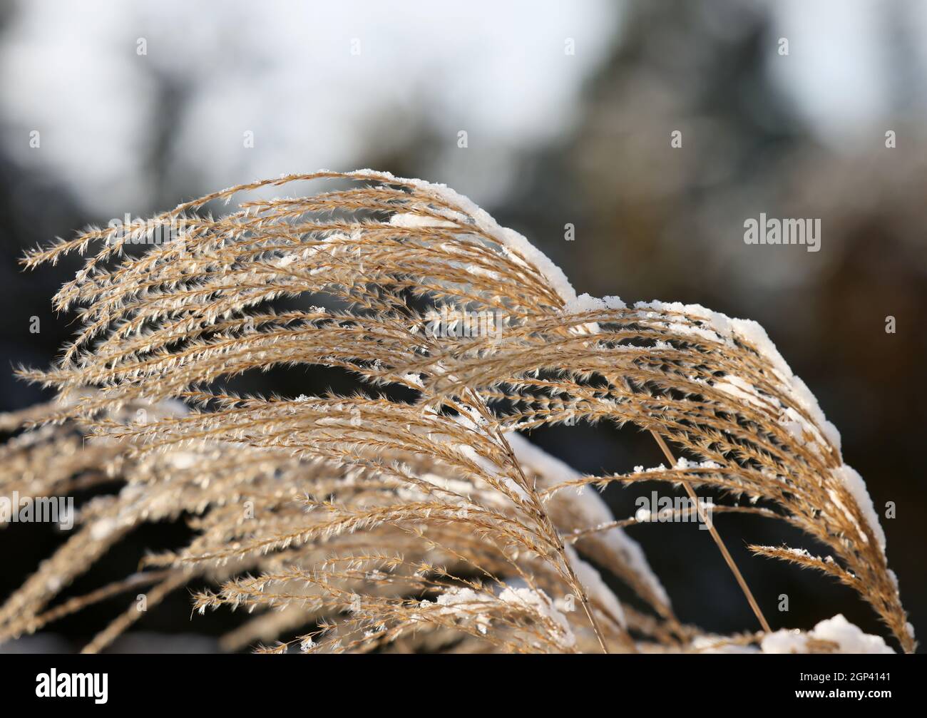 Wintereindruck. Mattiertes Gartengras Stockfoto