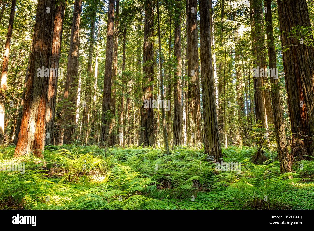 Riesige Redwood-Bäume in den Redwood National- und State Parks, Avenue of the Giants, Kalifornien Stockfoto