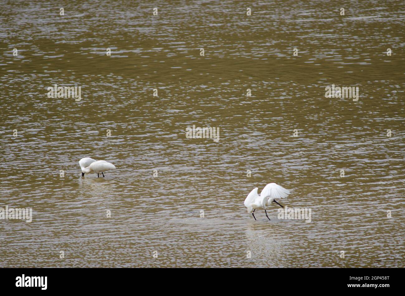 Königliche Löffler Platalea regia. Taieri River. Naturschutzgebiet Am Fluss Taieri. Otago. Südinsel. Neuseeland. Stockfoto