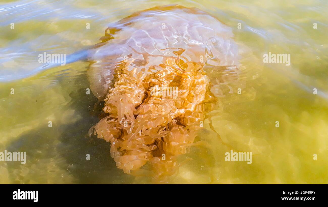 Große Quallen schwimmen im transparenten Wasser, punta del este, uruguay Stockfoto