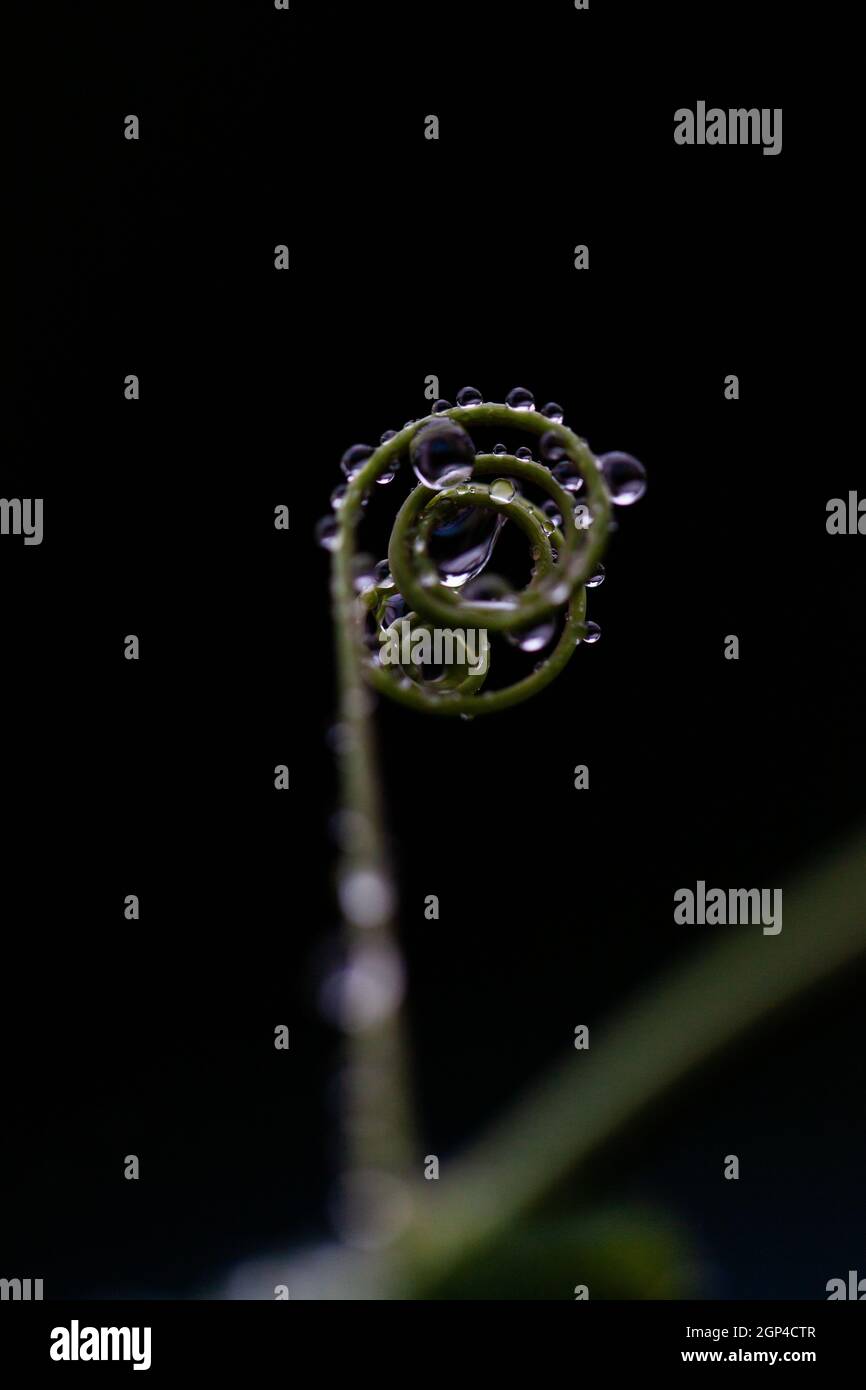 Ein weiches Hintergrundbild mit Regentropfen, die während der Wintermonate an dünnen Ästen oder Zweigen hängen. . Hochwertige Fotos Stockfoto