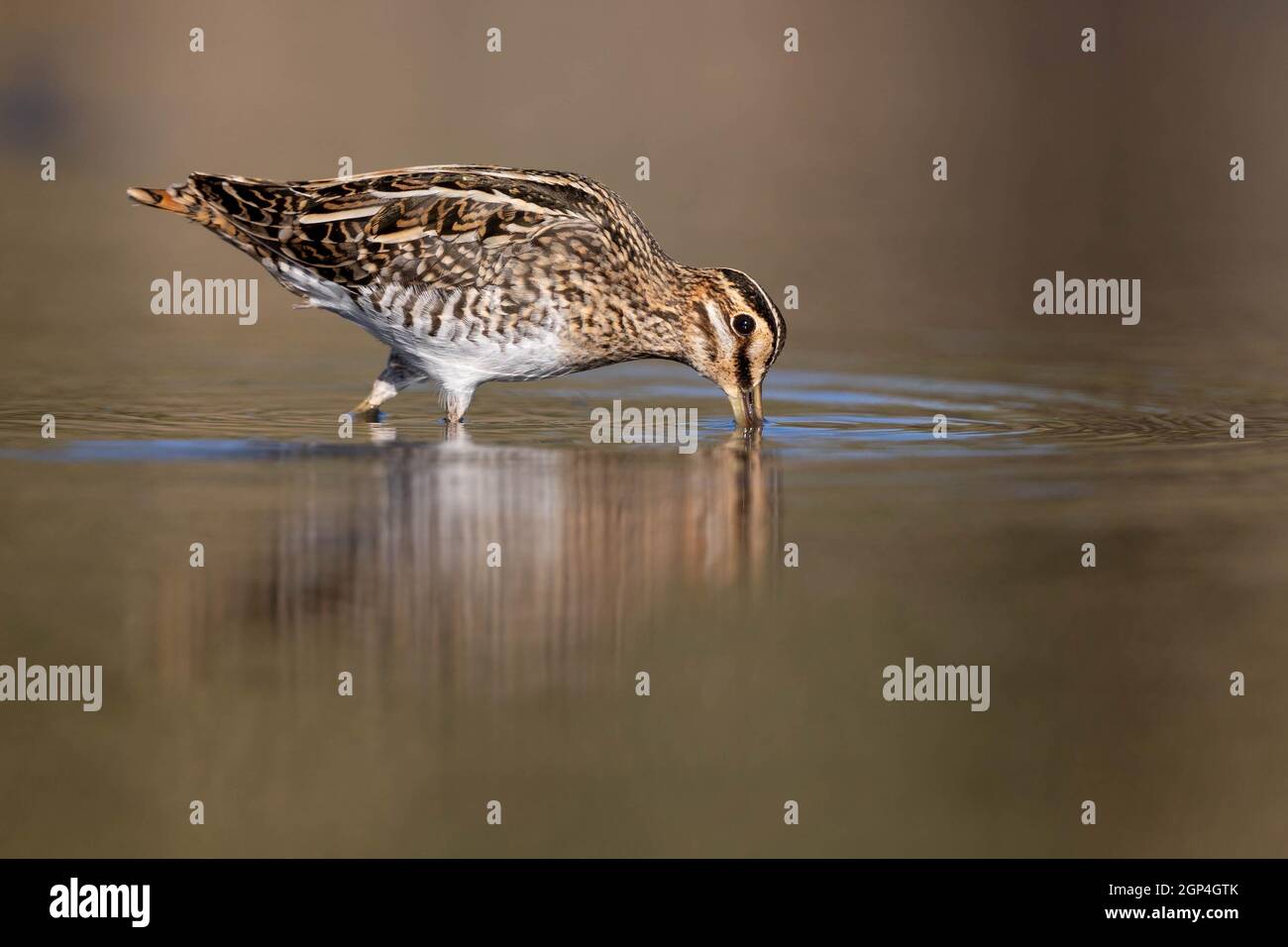 Gewöhnliche Schnecke Galinago galinago auf der Suche nach Nahrungsmitteln, flaches Wasser Stockfoto