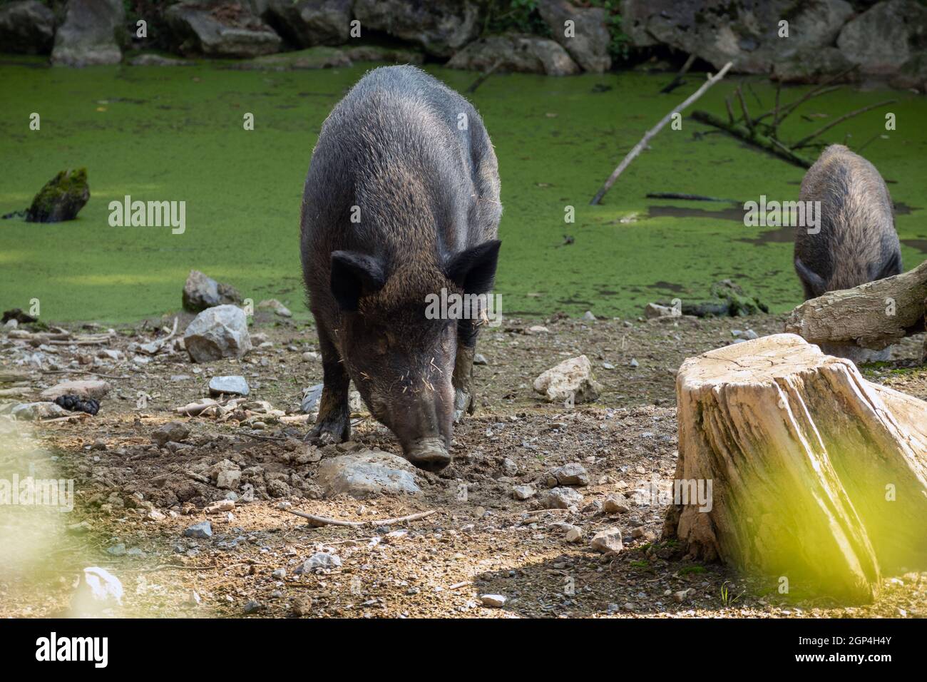Wildschwein, Schwein sus scrofa in einem Zoo Stockfoto