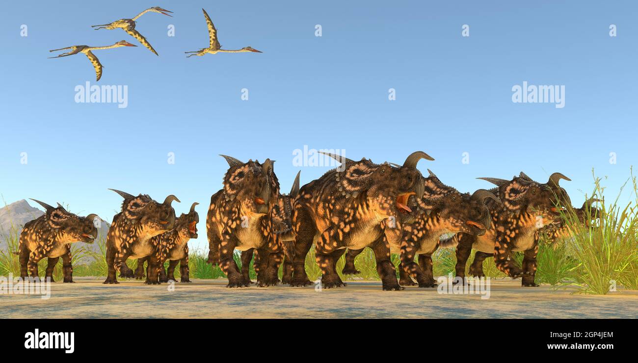 Quetzalcoatlus fliegenden Reptilien fliegen über eine Herde von Einiosaurus Dinosaurier während der Kreidezeit. Stockfoto
