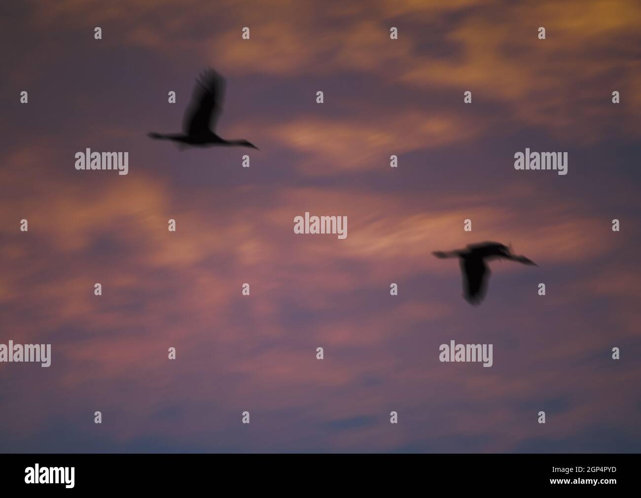 Gewöhnliche Kraniche Grus grus im Flug in der Dämmerung. Bildunschärfe, um Bewegungen zu suggerieren. Bello. Teruel. Aragon. Spanien. Stockfoto