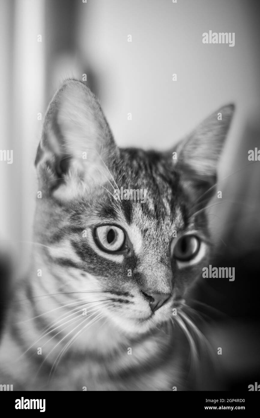 Entzückende schwarz-weiße Gesicht der kleinen Katze wegschauen' Stockfoto