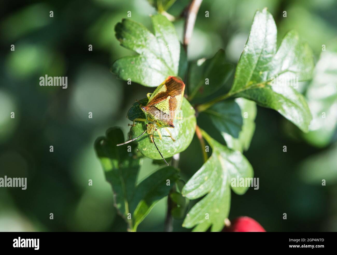 Weißdorn Shield Bug (Acanthosoma Haemorrhoidale) Stockfoto