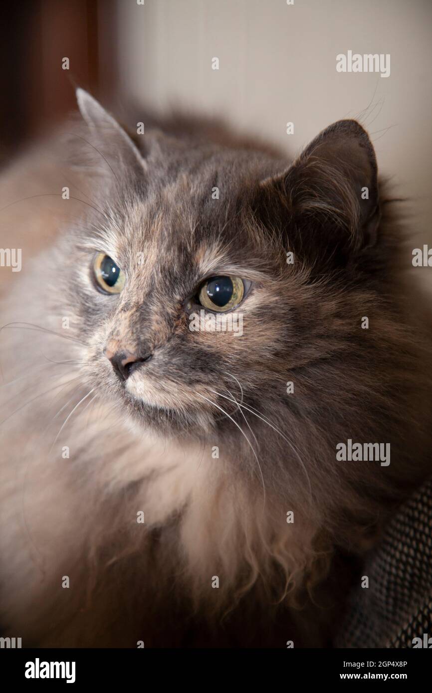 Langhaarige graue Katze, die auf einem ungefertigten Bett ruht Stockfoto