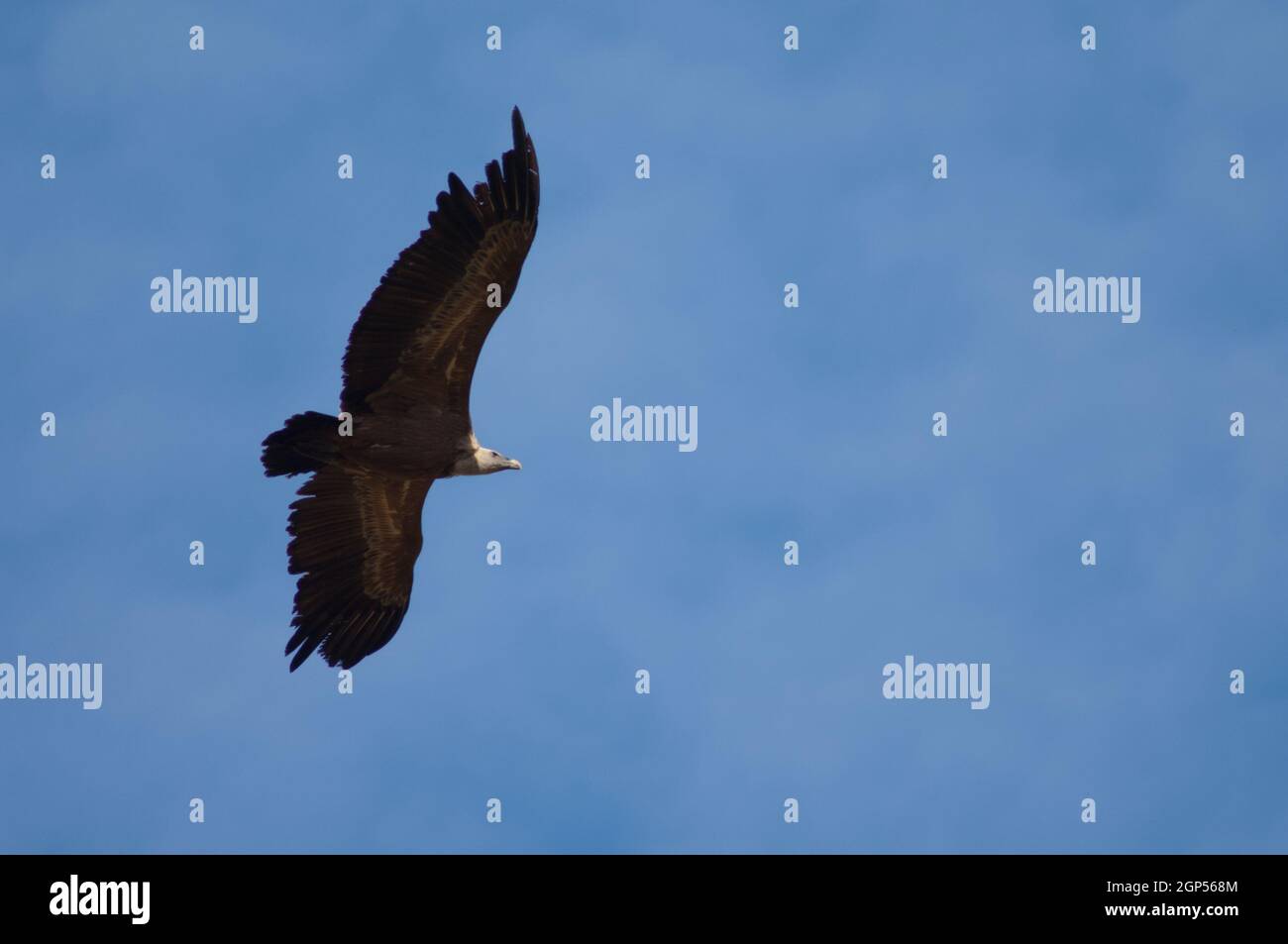 Greifgeier Grips fulvus fliegen in Revilla. Pyrenäen. Huesca. Aragon. Spanien. Stockfoto