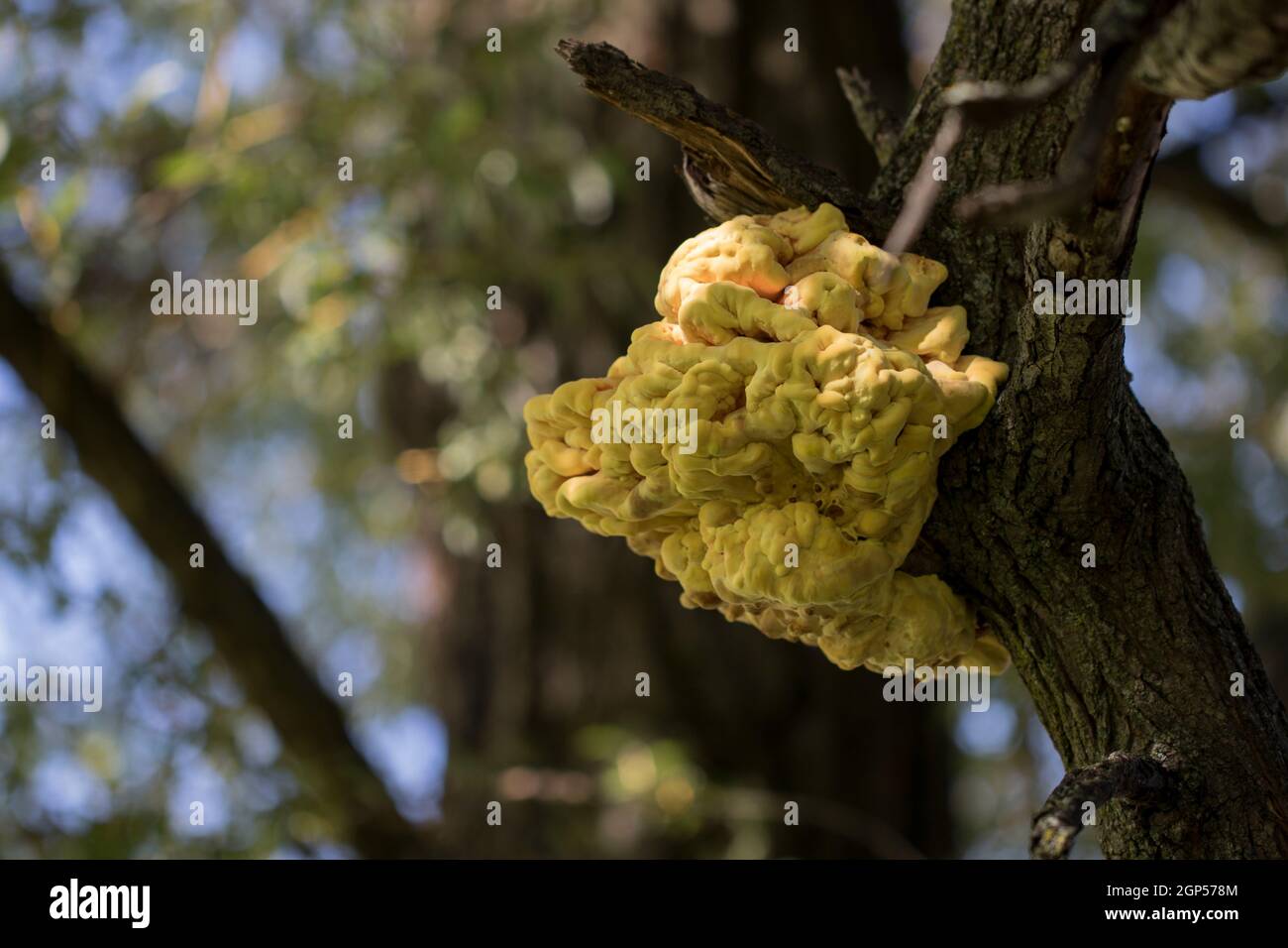 Laetiporus sulfureus-Krabbe-aus-dem-Holz-Bracket-Pilz. Polypore Schwefel Schelfpilze. Stockfoto