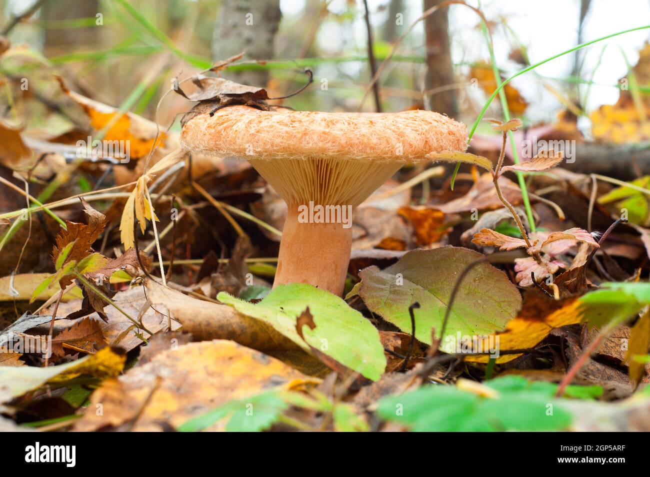 Lactarius torminosus, allgemein bekannt als die wollige Milchkappe oder die bärtige Milchkappe, ist ein großer Basidiomycete-Pilz der Gattung Lactarius. Stockfoto