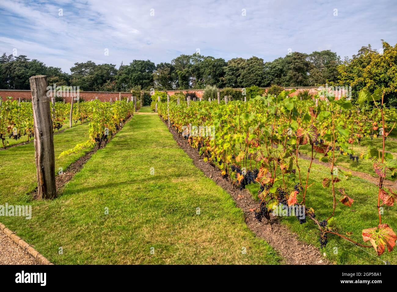 Weinreben wachsen im Walled Garden in Holkham Hall, North Norfolk. Stockfoto