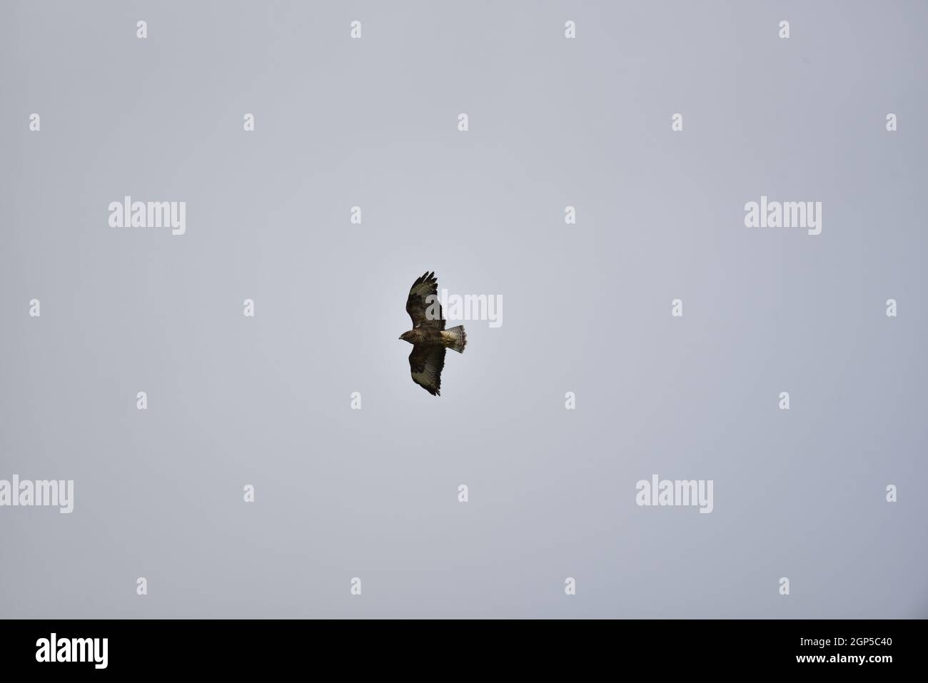 Gemeiner Bussard (Buteo buteo) gleitet Ende September gegen einen hellblauen Himmel mit Beinen unter sich, in Mid-Wales, Großbritannien Stockfoto