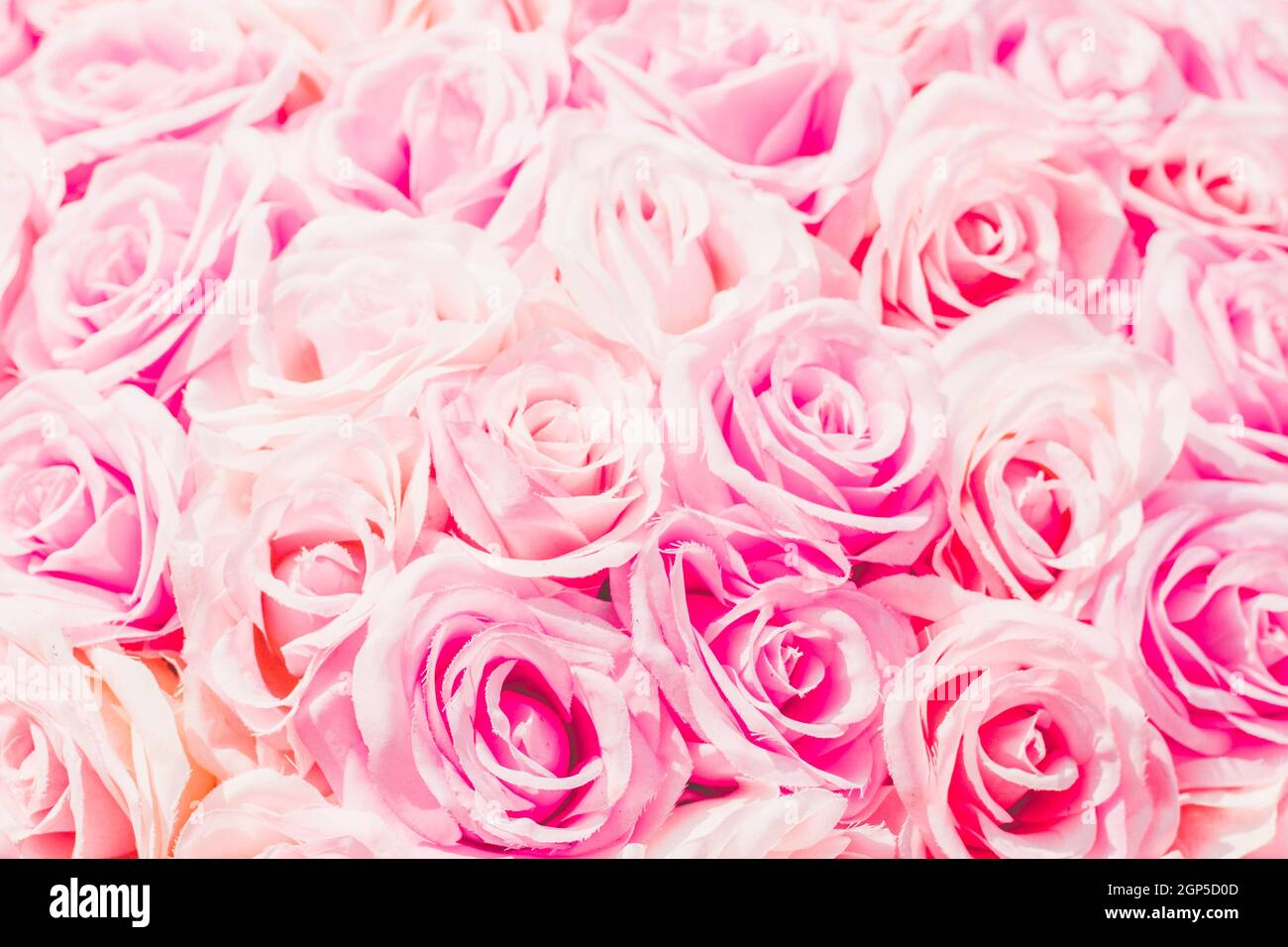 Selektive Fokus schöne rosa Blumen Hintergrund. Abstrakt weichen süßen rosa Blume Hintergrund. Schöne rosa Rosen Blume Blüte Blume Hintergrund Stockfoto