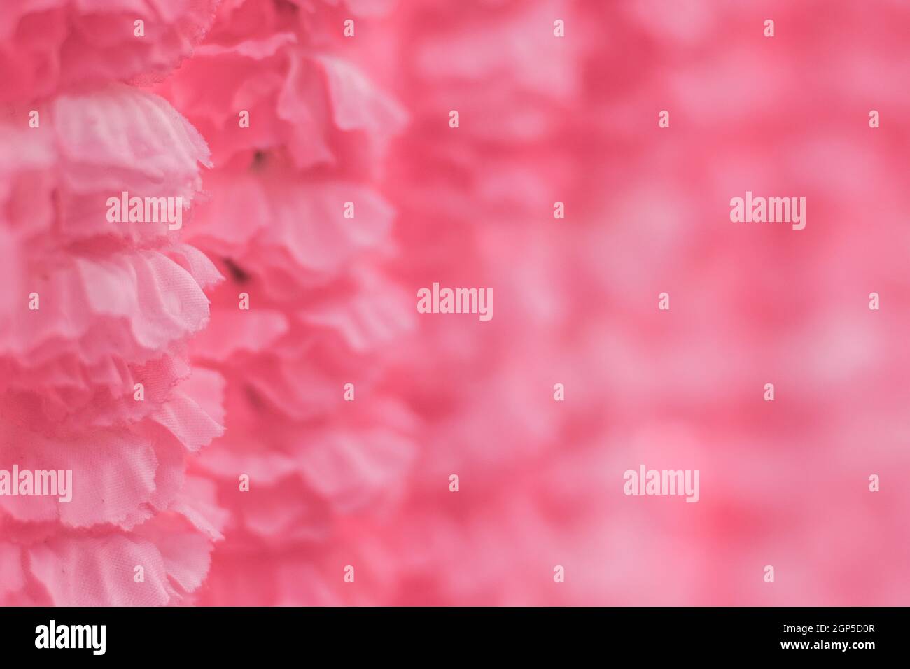 Selektive Fokus schöne rosa Blumen Hintergrund. Abstrakt weichen süßen rosa Blume Hintergrund. Schöne rosa Rosen Blume Blüte Blume Hintergrund Stockfoto
