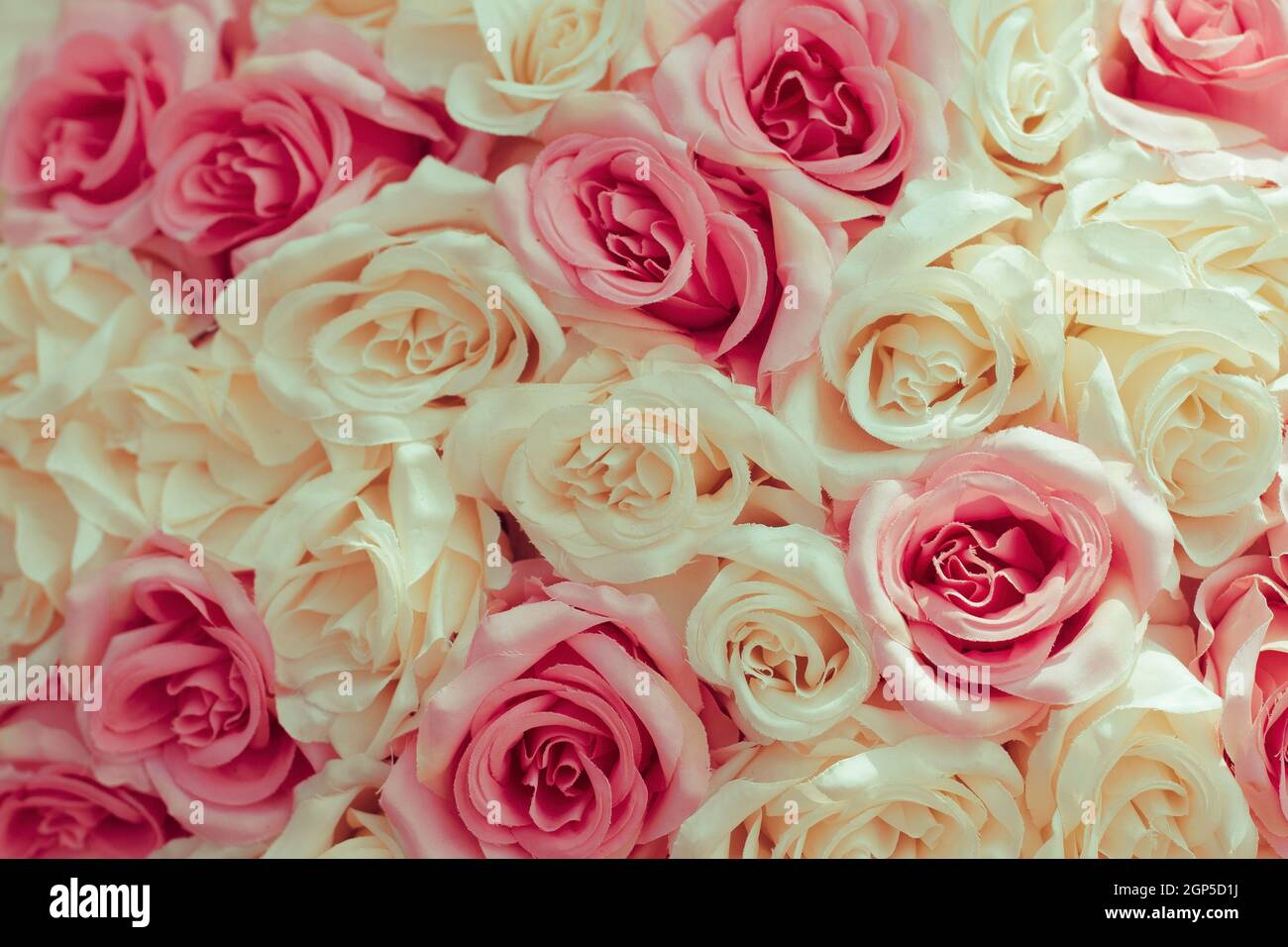 Selektive Fokus schöne rosa Blumen Hintergrund. Abstrakt weichen süßen rosa weißen Blume Hintergrund. Schöne rosa Rosen Blume Blüte Blume Bac Stockfoto