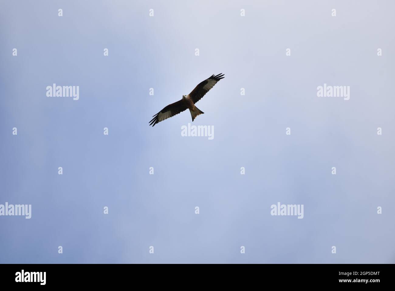 Red Kite Bird of Prey (Milvus milvus) im September in Mid-Wales, Powys, Großbritannien, in einem wolkig-blauen Himmel in Richtung Kamera fliegen und geradeaus blicken Stockfoto