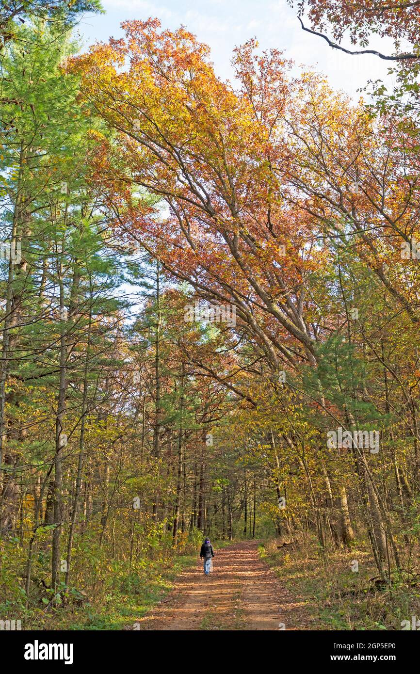 Ruhiger Spaziergang in einem Herbstwald im Lowden Miller State Wald in Illinois Stockfoto