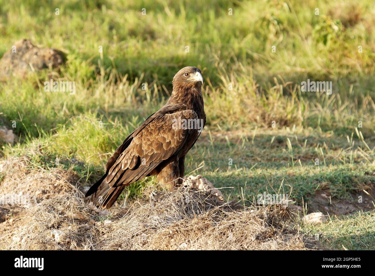 Klasse: Aves-Bestellung: Accipitriformes Familie: Accipitridae Genus: Aquila-Arten: Aquila rapax Stockfoto