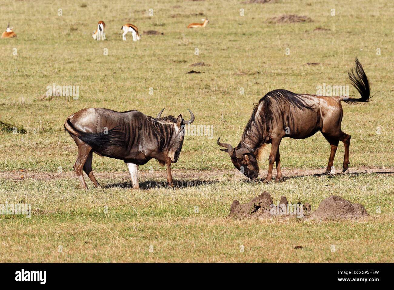Unterfamilie alcelaphinae Fotos und Bildmaterial in hoher Auflösung