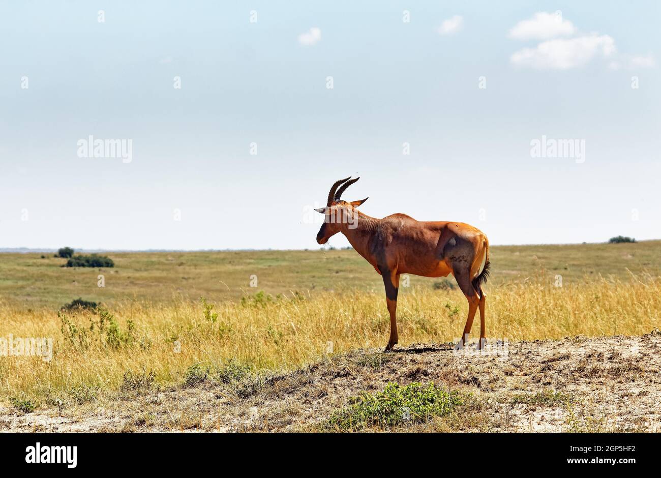 Klasse: Mammalia-Befehl: Artiodactyla-Familie: Bovidae Unterfamilie: Alcelaphinae Gattung: Damaliskusart: D. lunatus Unterart: D. Stockfoto