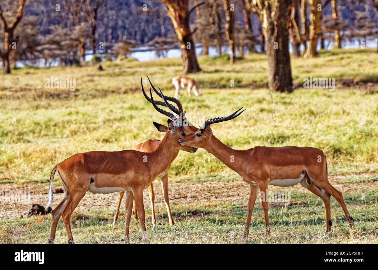 Klasse: Mammalia-Befehl: Artiodactyla-Familie: Bovidae Unterfamilie: Aepycerotinae Gattung: Aepyceros-Art: Aepyceros. Melampus Stockfoto