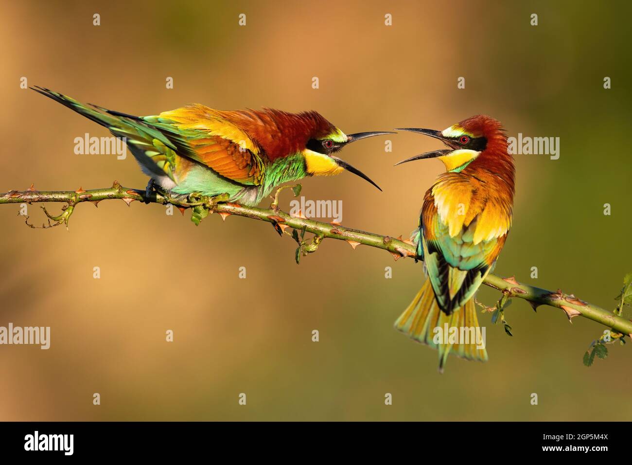 Zwei europäische Bienenesser, merops apiaster, duellieren über Territorium auf einem Hagebuttenzweig mit Dornen. Ein paar bunte Vögel kämpfen mit offenen Schnäbeln in s Stockfoto