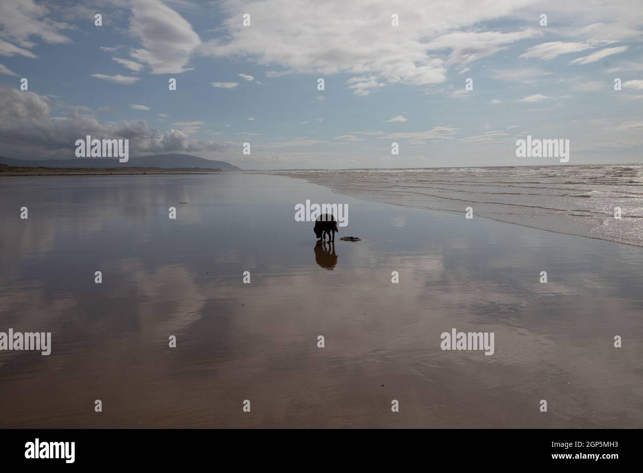 Ein Hund am Seascale Beach, Seascale, Cumbria Stockfoto