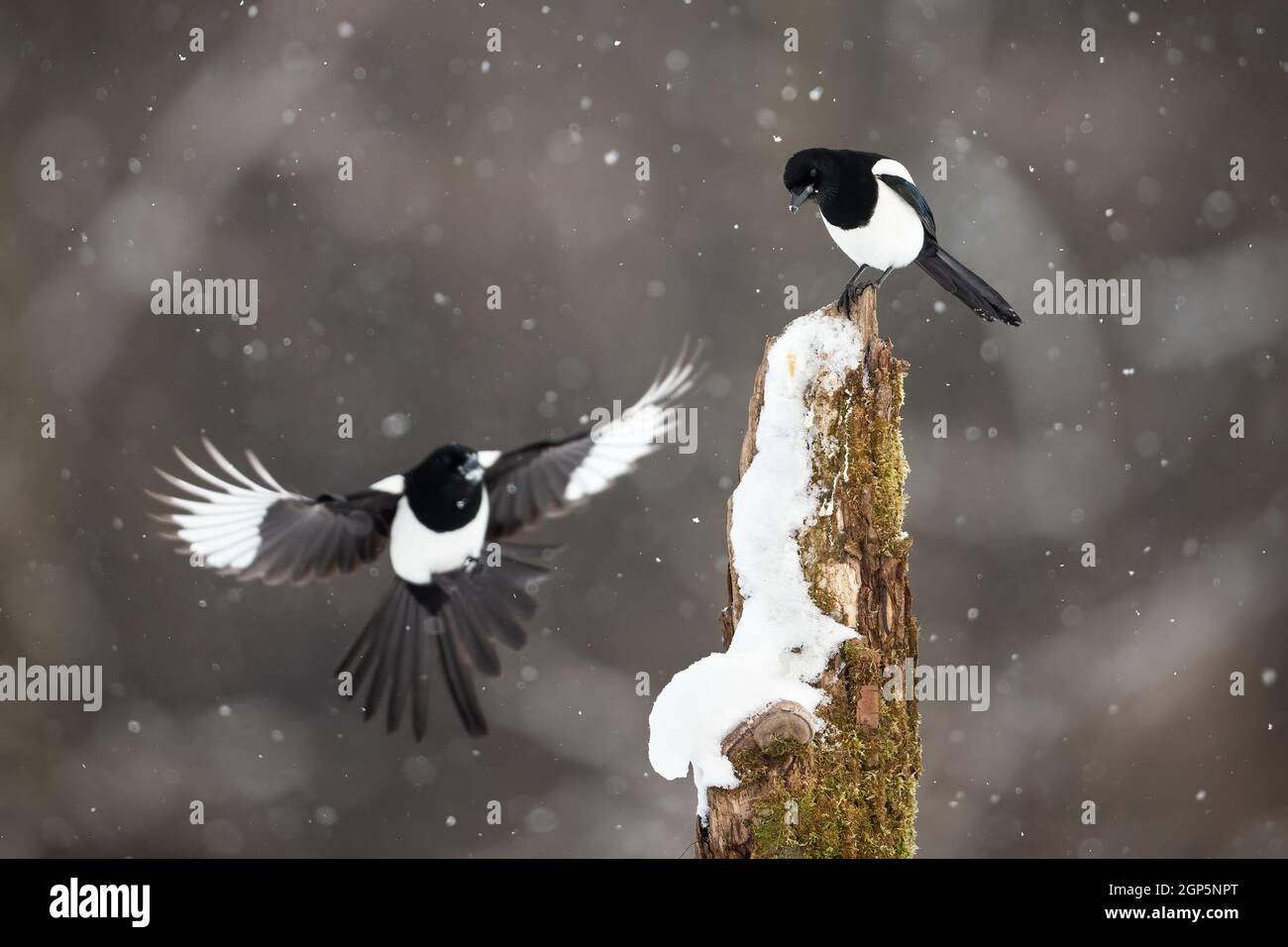 Zwei eurasische Elstern, die während des Schneesturms auf dem Stumpf landen Stockfoto