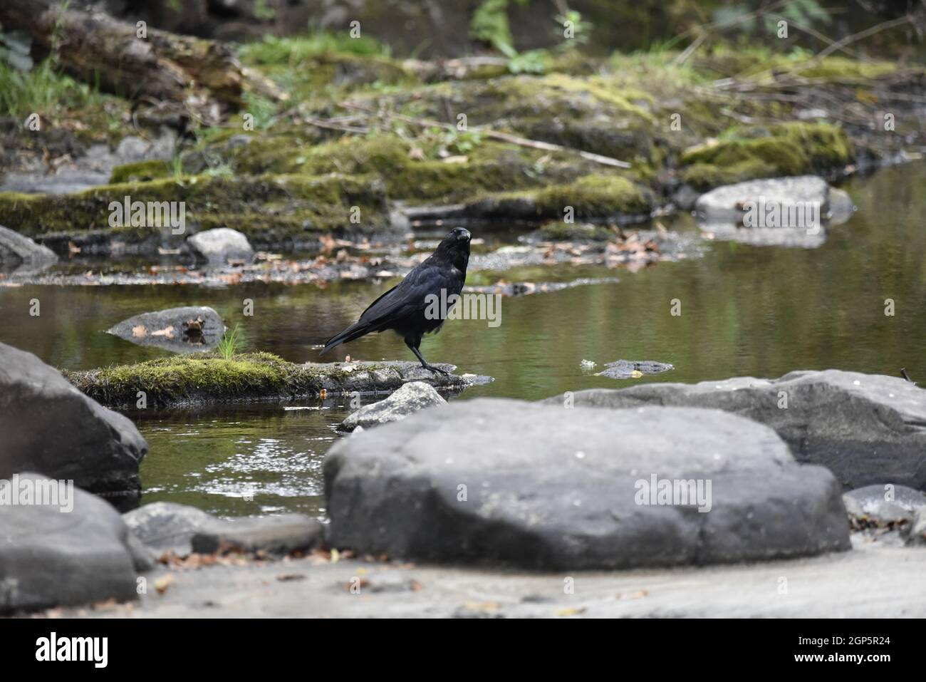 Rechtes Profilbild eines nördlichen Raben (Corvus corax), der in einem seichten Fluss steht, mit Kopf zur Seite geneigt und am späten Nachmittag der Kamera zugewandt Stockfoto