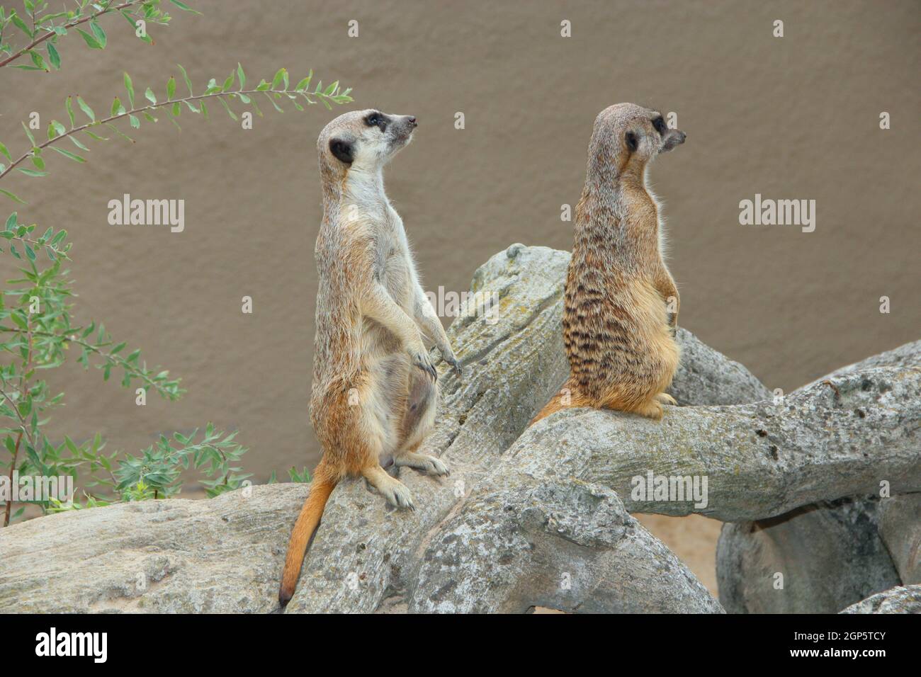 Erdmännchen stehen. Scheue Nagetiere, die auf Hinterbeinen stehen. Erdmännchen, die auf Hinterbeinen stehen. Porträts von Meerkat Suricata suricatta Stockfoto Erdmännchen stehen. Scheue Nagetiere, die auf Hinterbeinen stehen. Erdmännchen, die auf Hinterbeinen stehen. Porträts von Meerkat Suricata suricatta Stockfoto