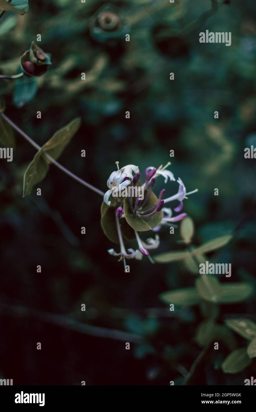 Vertikale Aufnahme von italienischen woodbine-Blumen, die im Frühling in einem Garten blühen Stockfoto