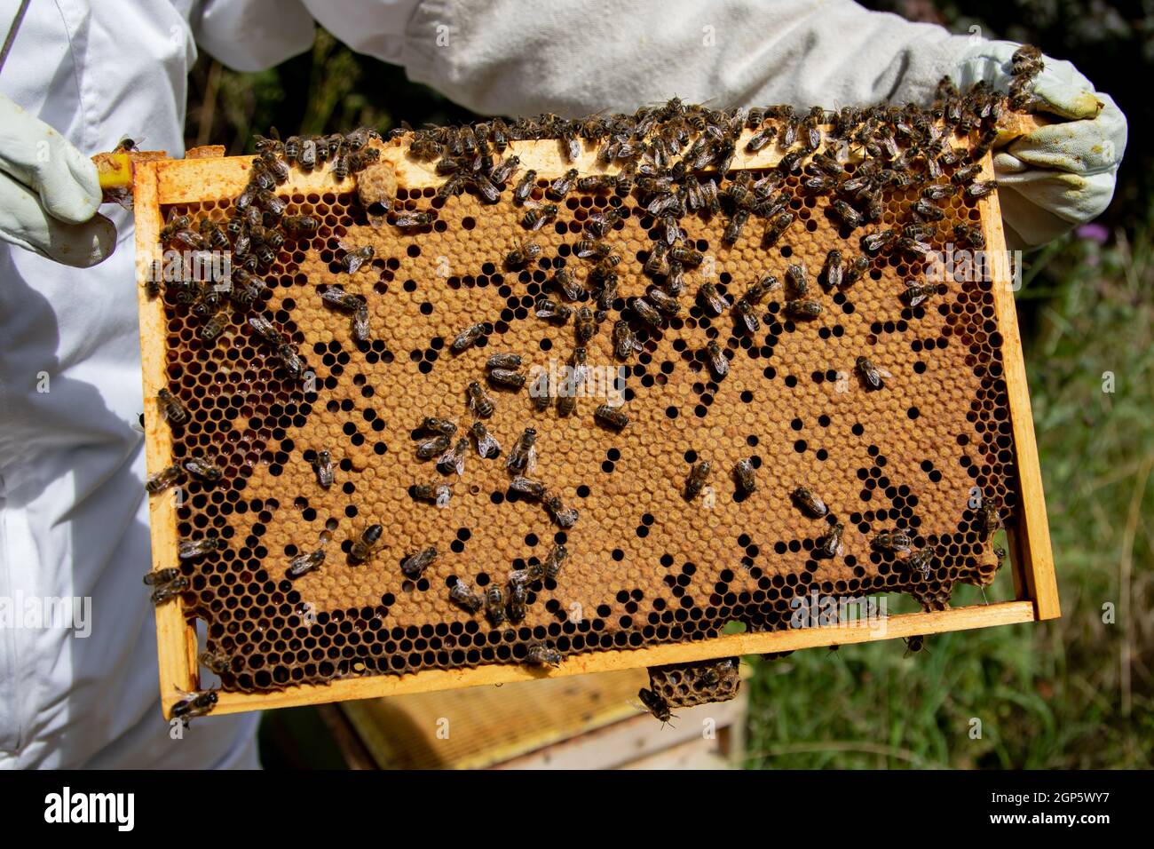 Nationaler Brutrahmen mit gutem Brutmuster Stockfoto