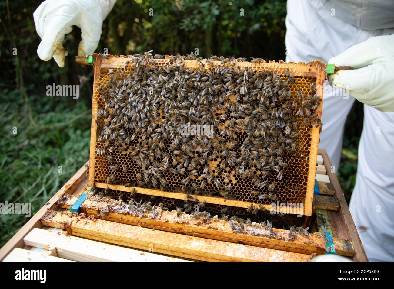 Brutrahmen mit einem schlechten Brutmuster Stockfoto