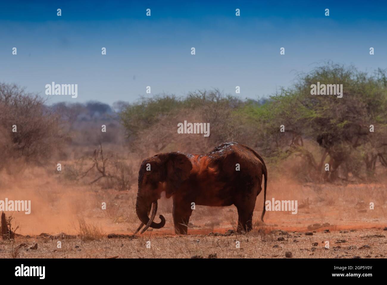 Ein Elefant, der mit Staub spielt Stockfoto