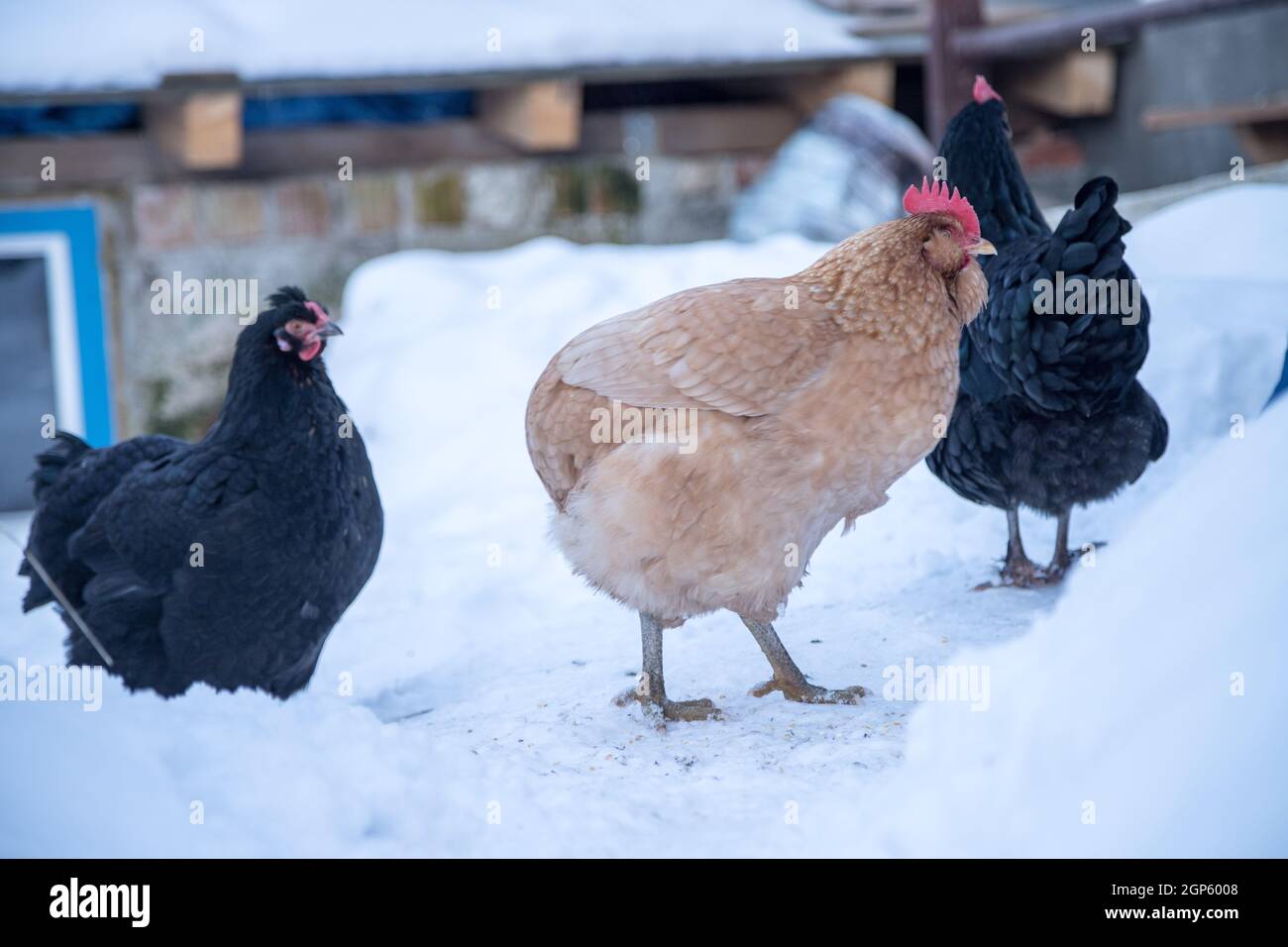 Nahaufnahme von Hühnern im Schnee, Winterzeit, im Freien Stockfoto