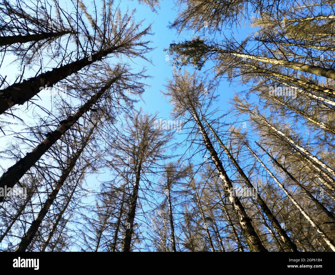 Niedrige Sicht auf die Äste und Baumstämme im Wald an einem sonnigen Tag Stockfoto