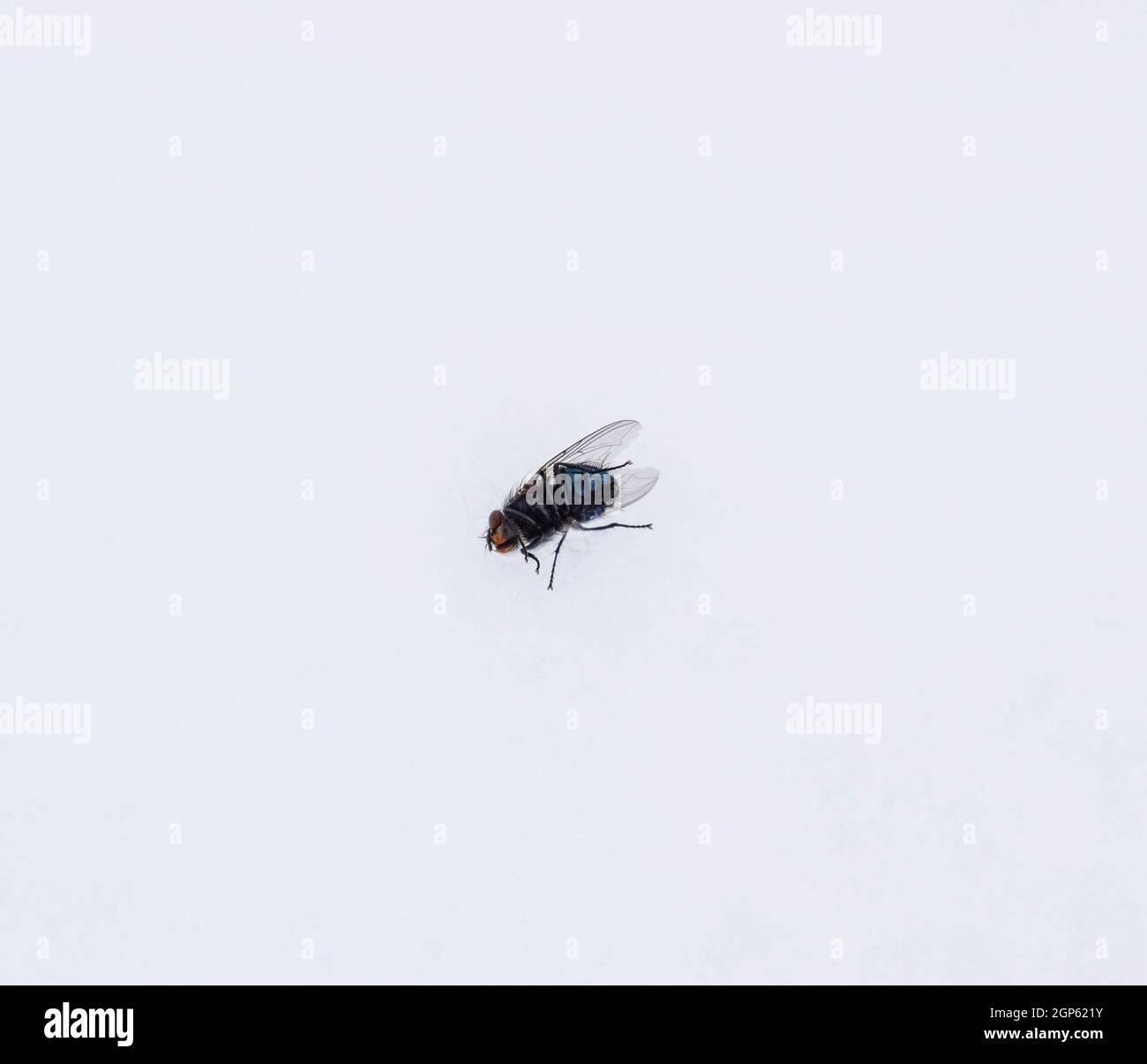 Große schwarze Fliege auf dem Schnee. Der Schnee fliegen auszuziehen  Stockfotografie - Alamy