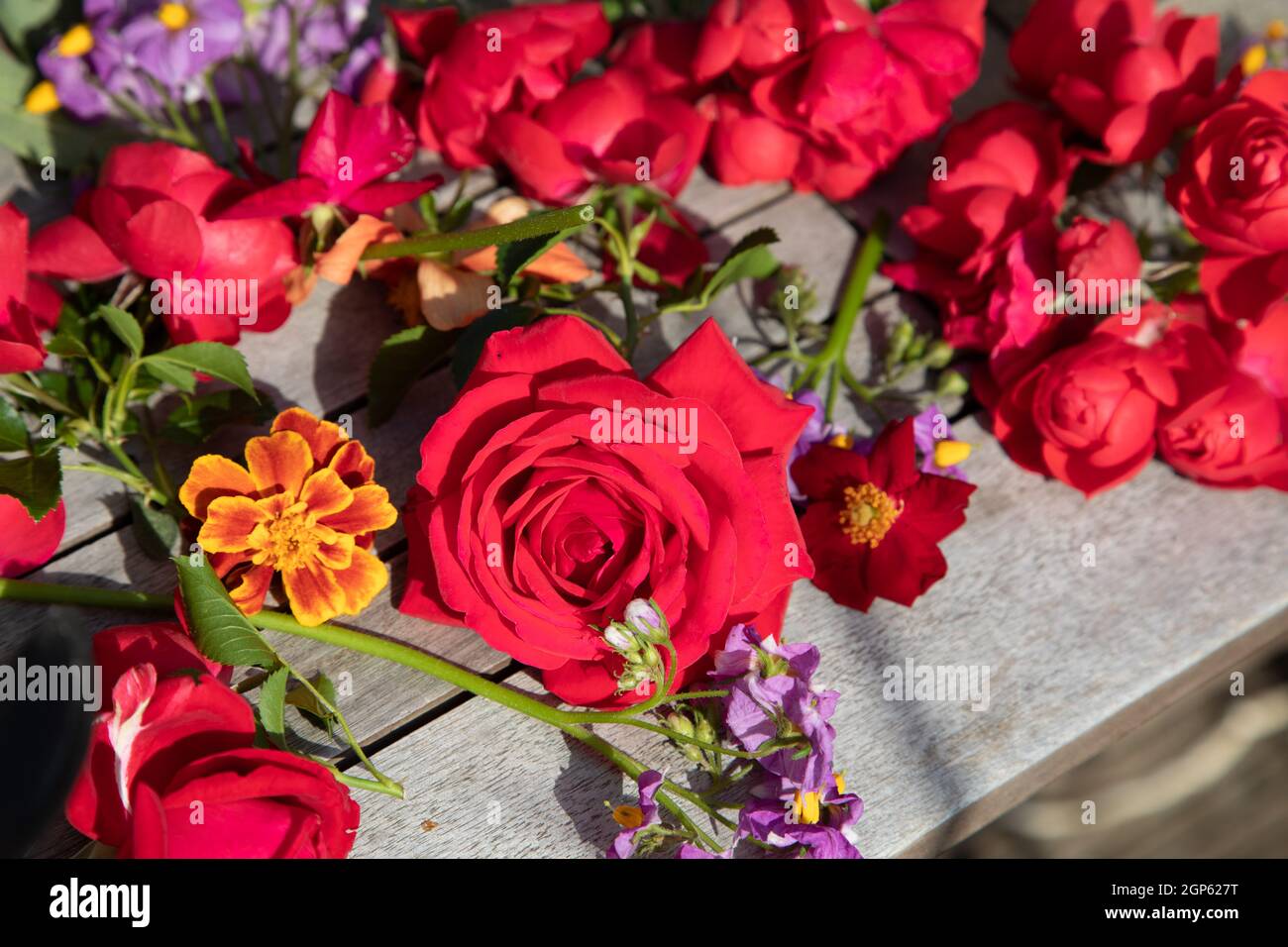 Blumen trocknen in der Sonne Stockfoto
