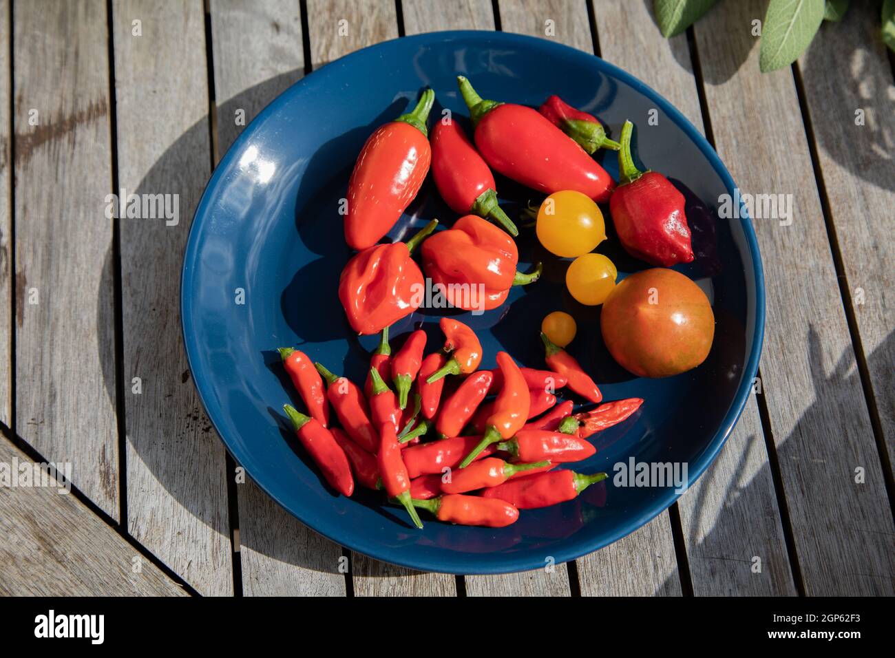 Ein Teller mit Chilis und Tomaten Stockfoto
