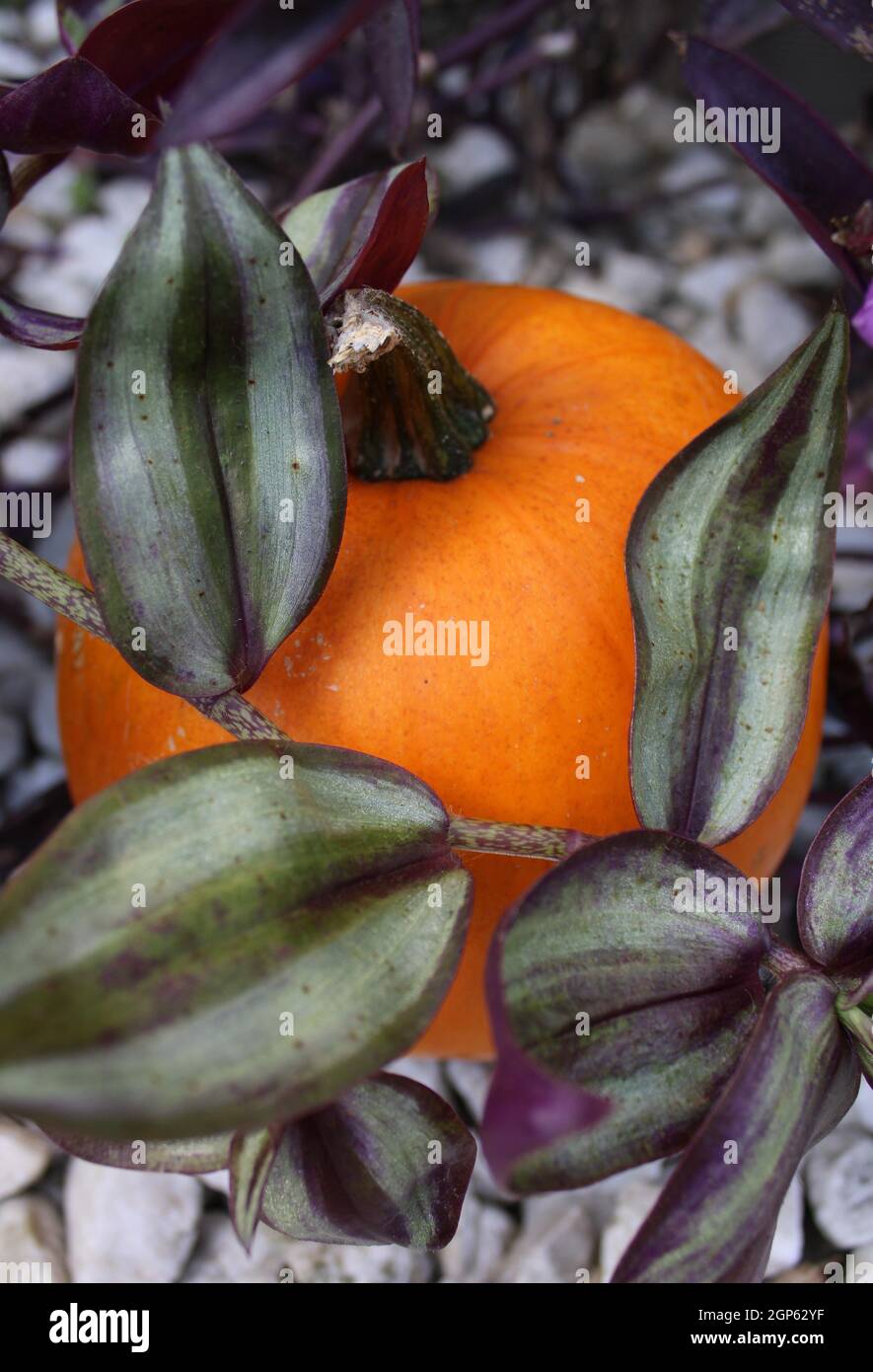 Kleiner Kürbis mit einer Tradescantia zebrina Pflanze. Stockfoto