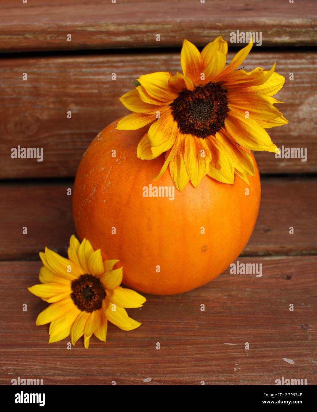 Einzelner Herbstkürbis mit zwei schönen Sonnenblumen. Stockfoto