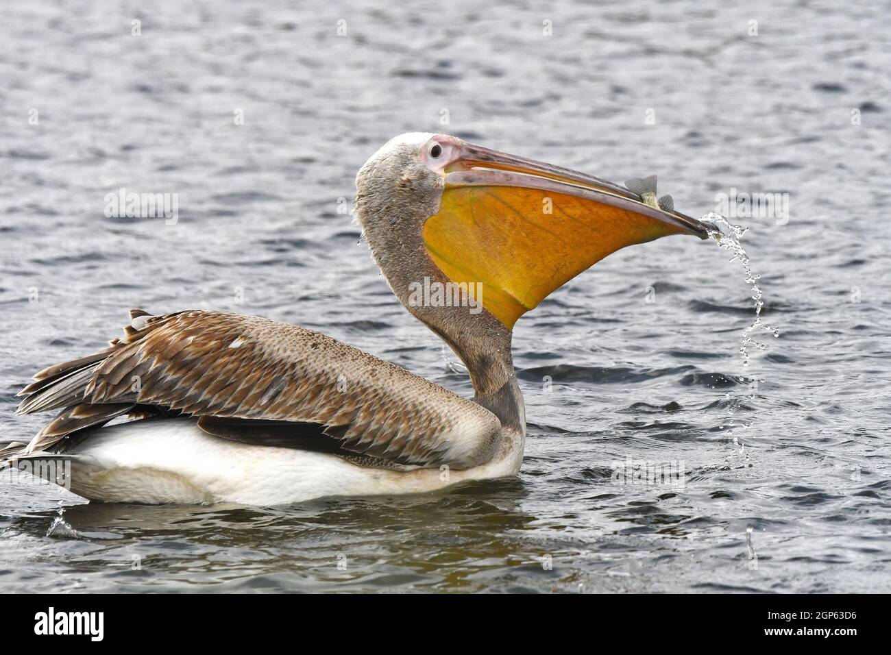 Weißer Pelikan fängt einen Fisch Stockfoto